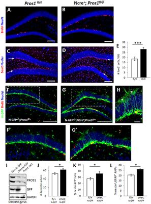 Protein S Negatively Regulates Neural Stem Cell Self-Renewal through Bmi-1 Signaling